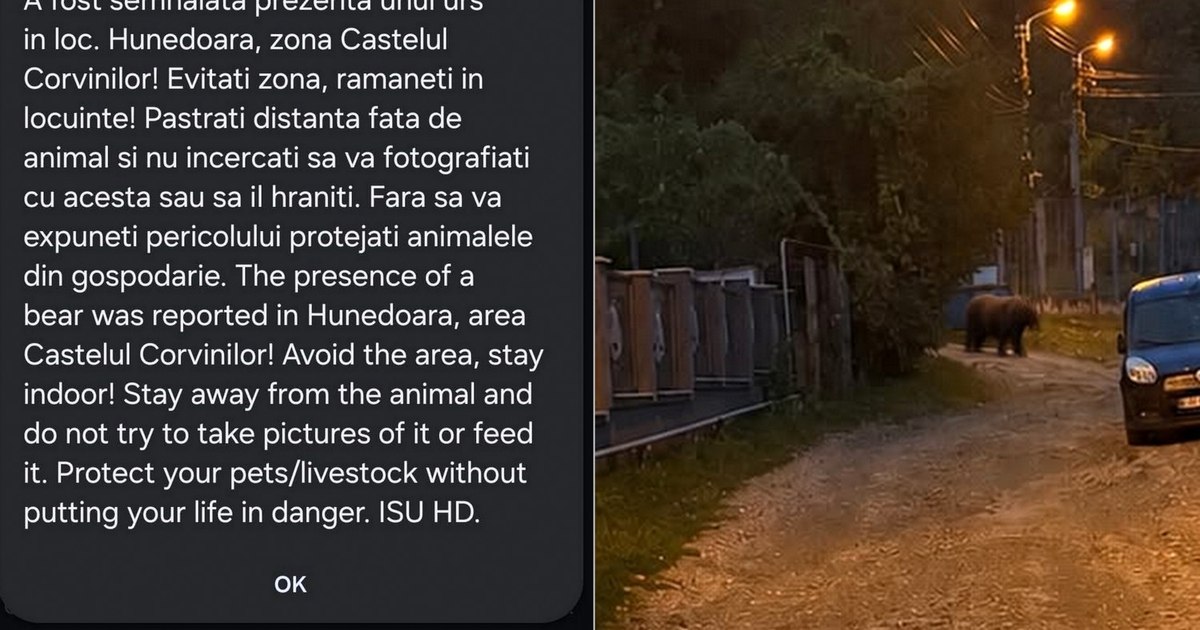 Un urs a provocat panică în Hunedoara, fiind zărit de două ori lângă Castelul Corvinilor