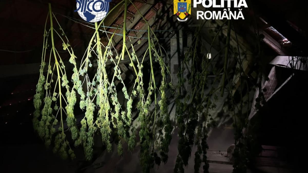 Operațiune masivă de poliție în România: 78 de rețineri și confiscări de droguri și arme