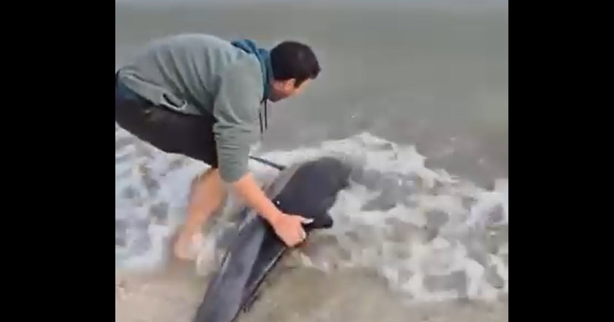 Un tânăr a salvat un delfin eșuat pe plaja din Eforie. Momentul a fost surprins pe video