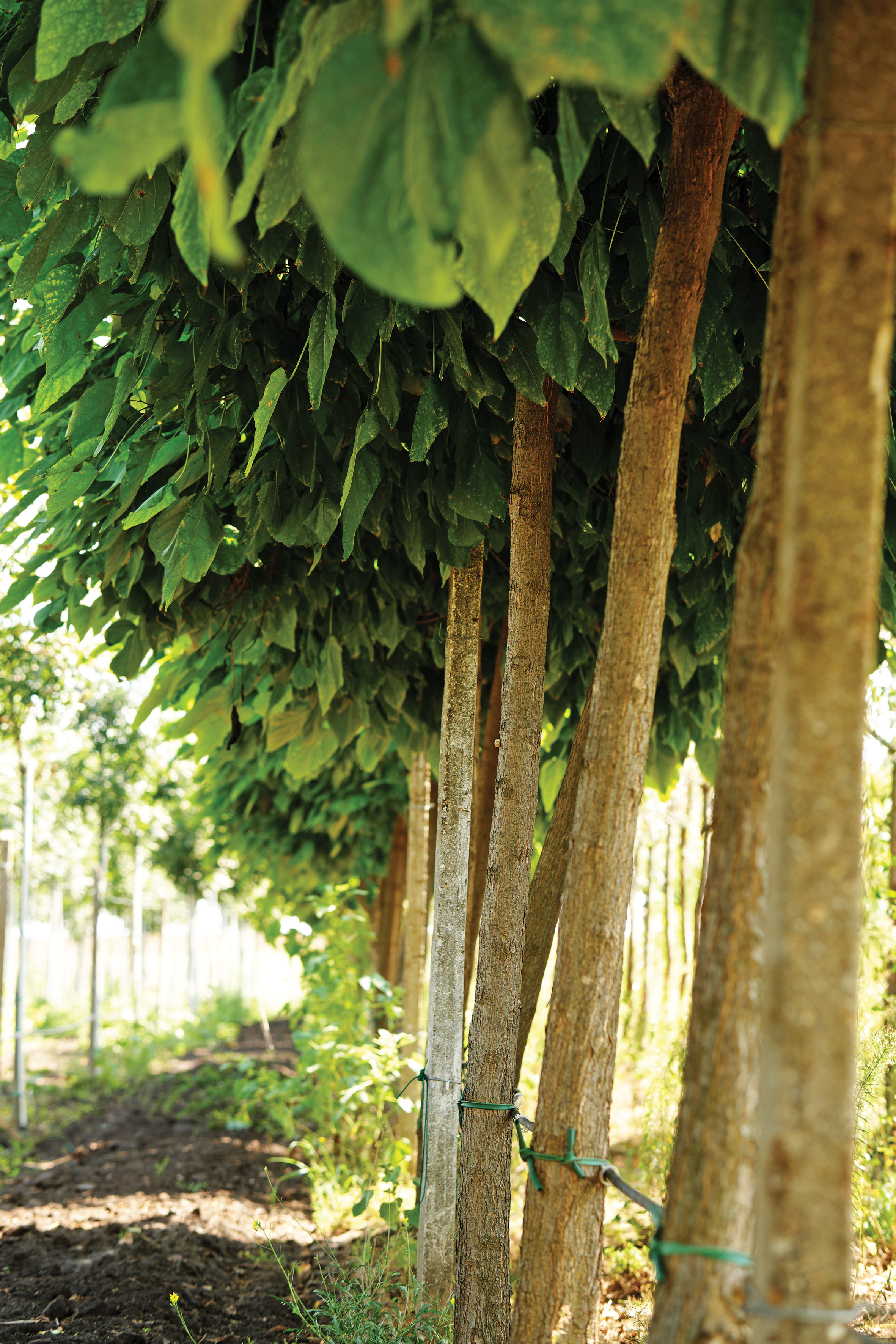 De la o curte de 3.000 de metri la o afacere de milioane: Povestea pepinierei de la Însurăței
