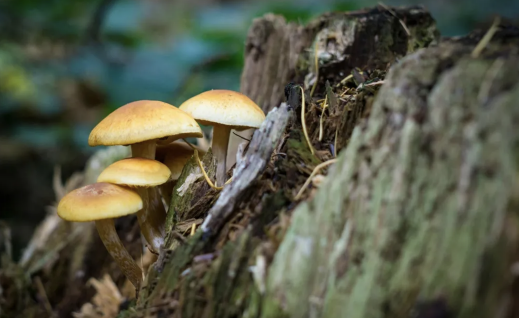 Prețurile ciupercilor de pădure din România: de la 20 la peste 100 de lei pe kilogram