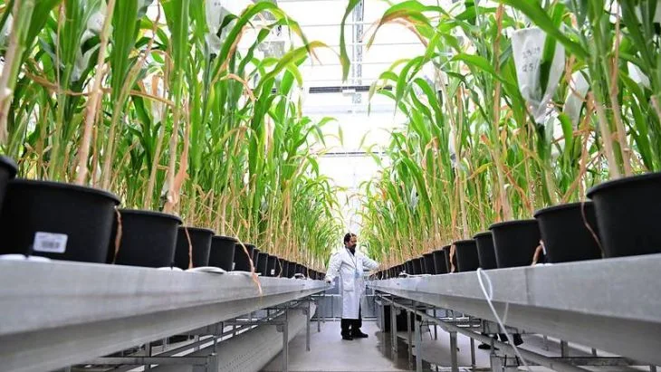 Tehnologia nucleară transformă agricultura: cum ajută radiațiile la securitatea alimentară globală