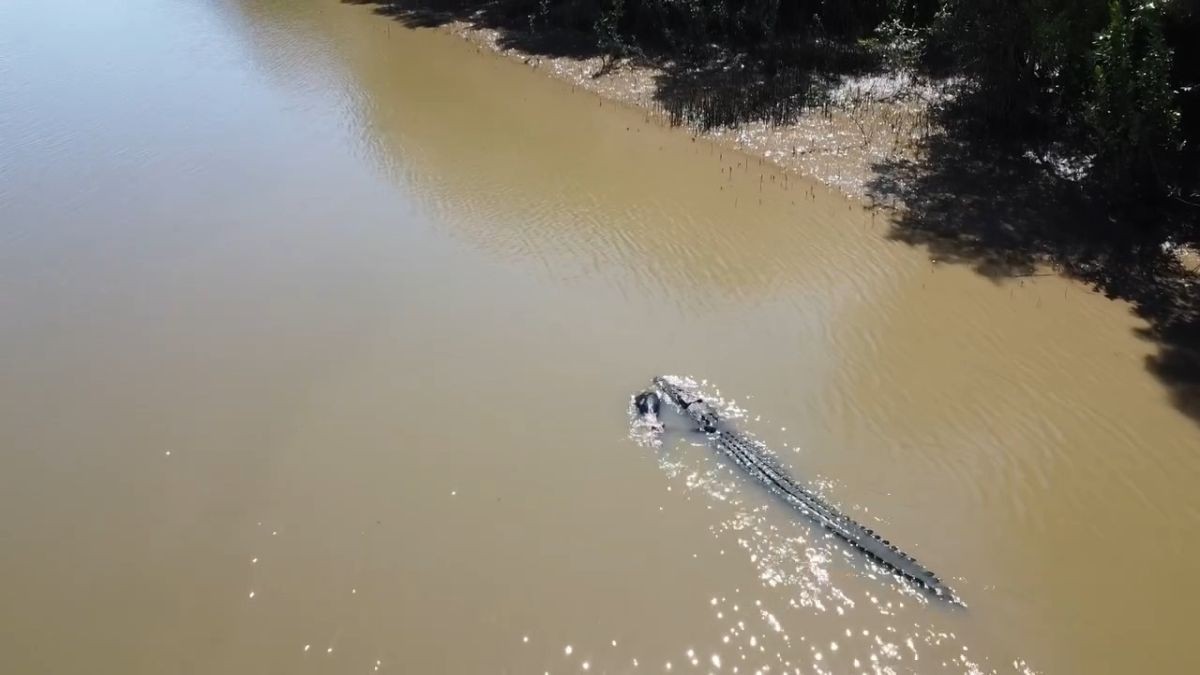 Locația pentru probele de canotaj la Jocurile Olimpice 2032 stârnește temeri din cauza crocodililor