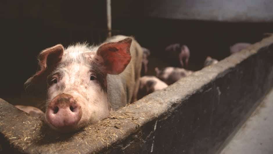 Tăierea porcilor în avans în Constanța, din cauza riscului de pestă porcină înainte de Crăciun
