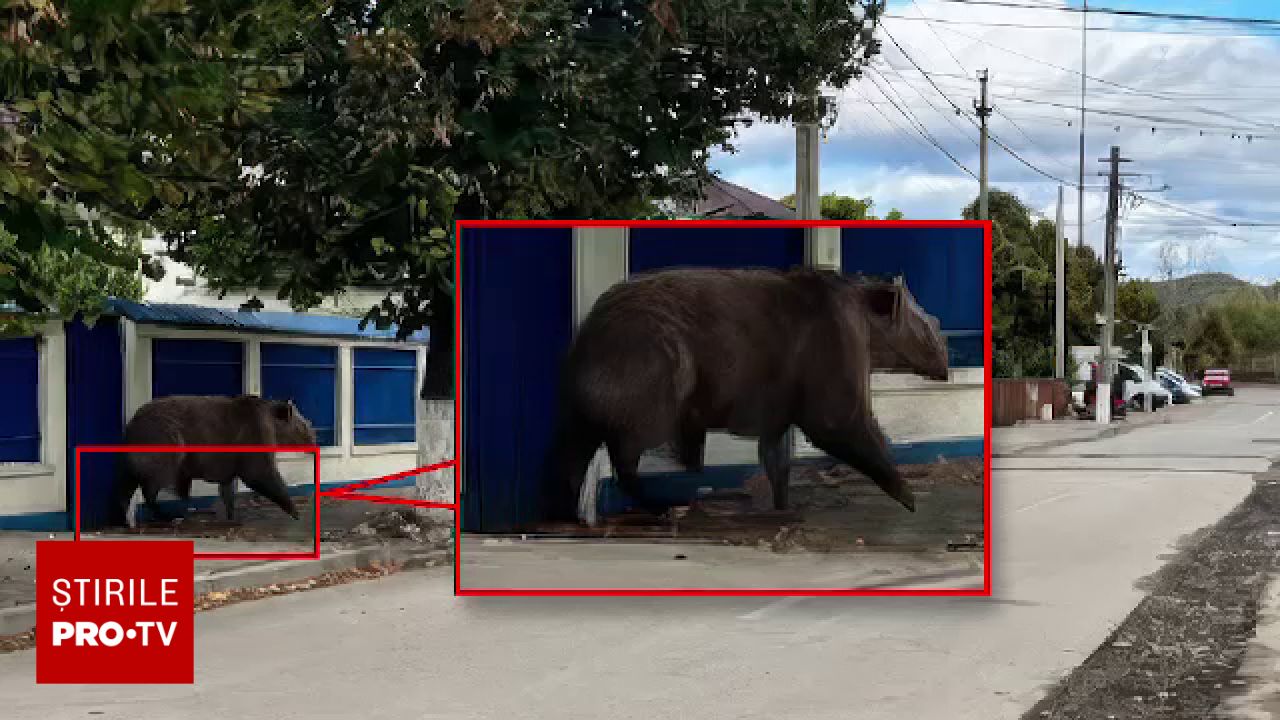 Falsă alarmă în Câmpina: O fotografie creată cu inteligența artificială a declanșat intervenția jandarmeriei