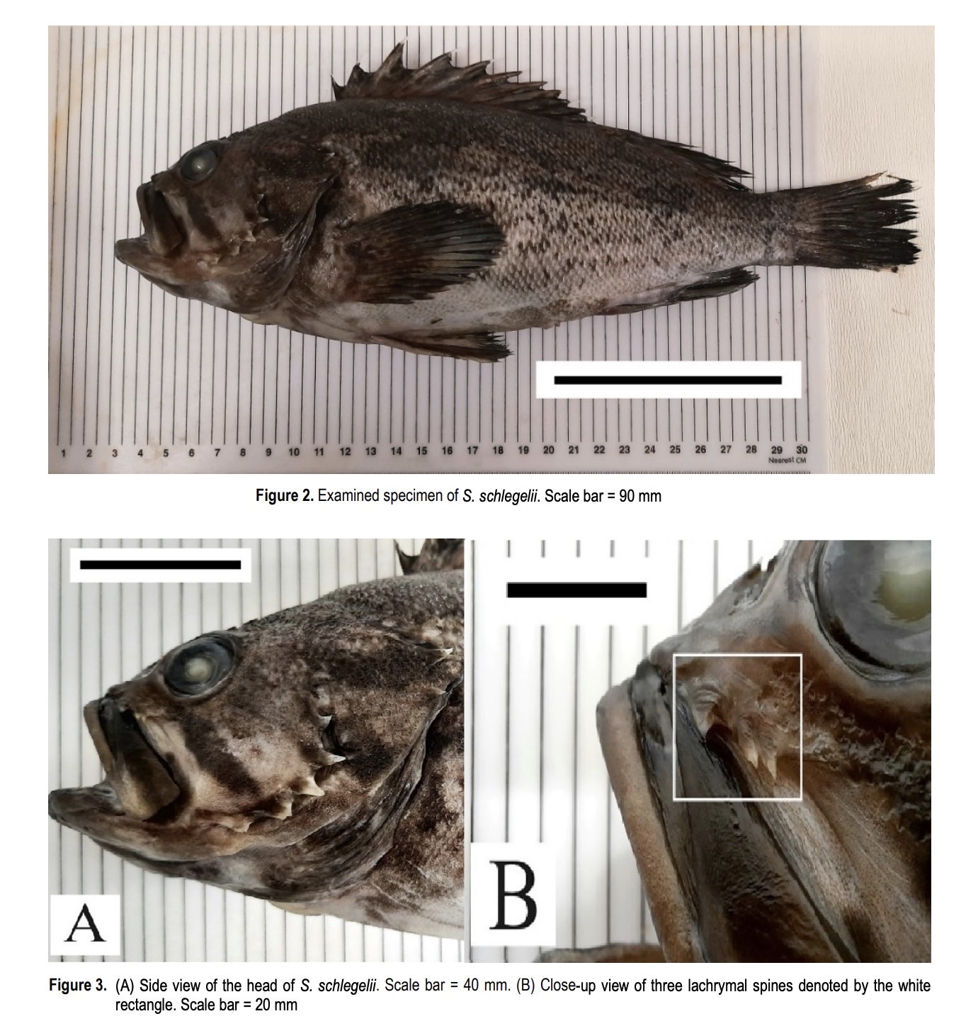 O specie de pește din Oceanul Pacific a fost descoperită în Marea Neagră, pe litoralul românesc