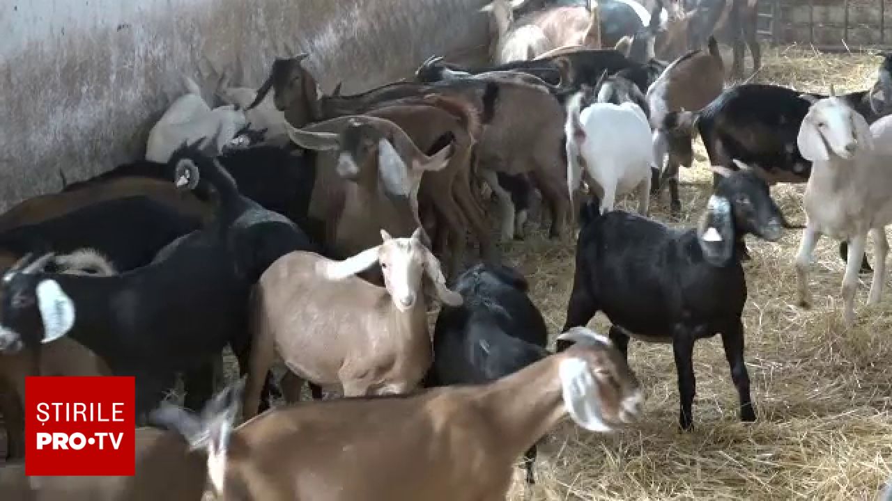 Nouă rasă de capre în Botoșani: încrucișarea unor specii pentru un lapte fără miros și cu carne fină