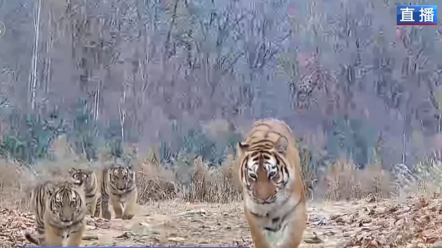 Populațiile de tigri și leopari din China cresc semnificativ în Parcul Național al Tigrilor și Leoparzilor