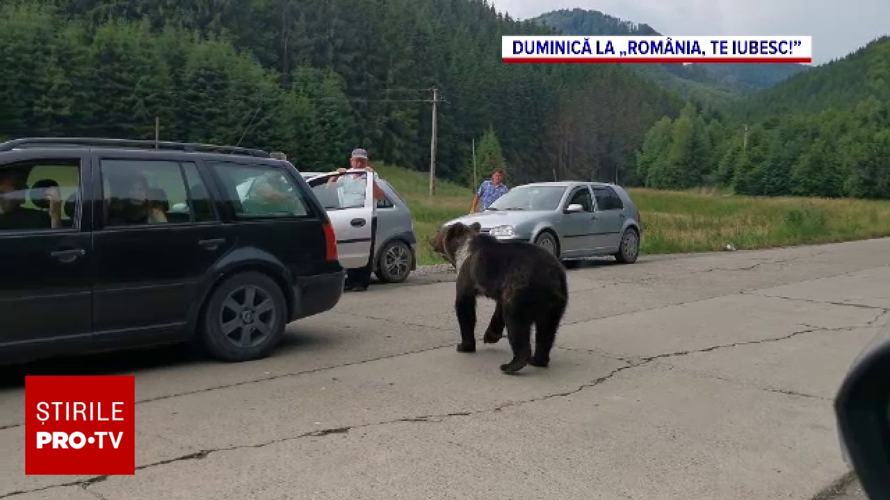 Ursul brun nu mai trăiește doar în pădure, ci și la câmpie, conform specialiștilor