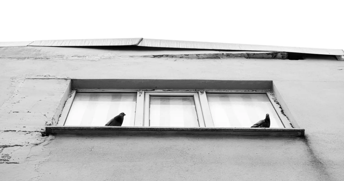 Semnificația prezenței păsărilor pe balcon sau la fereastră, conform filozofiei feng shui
