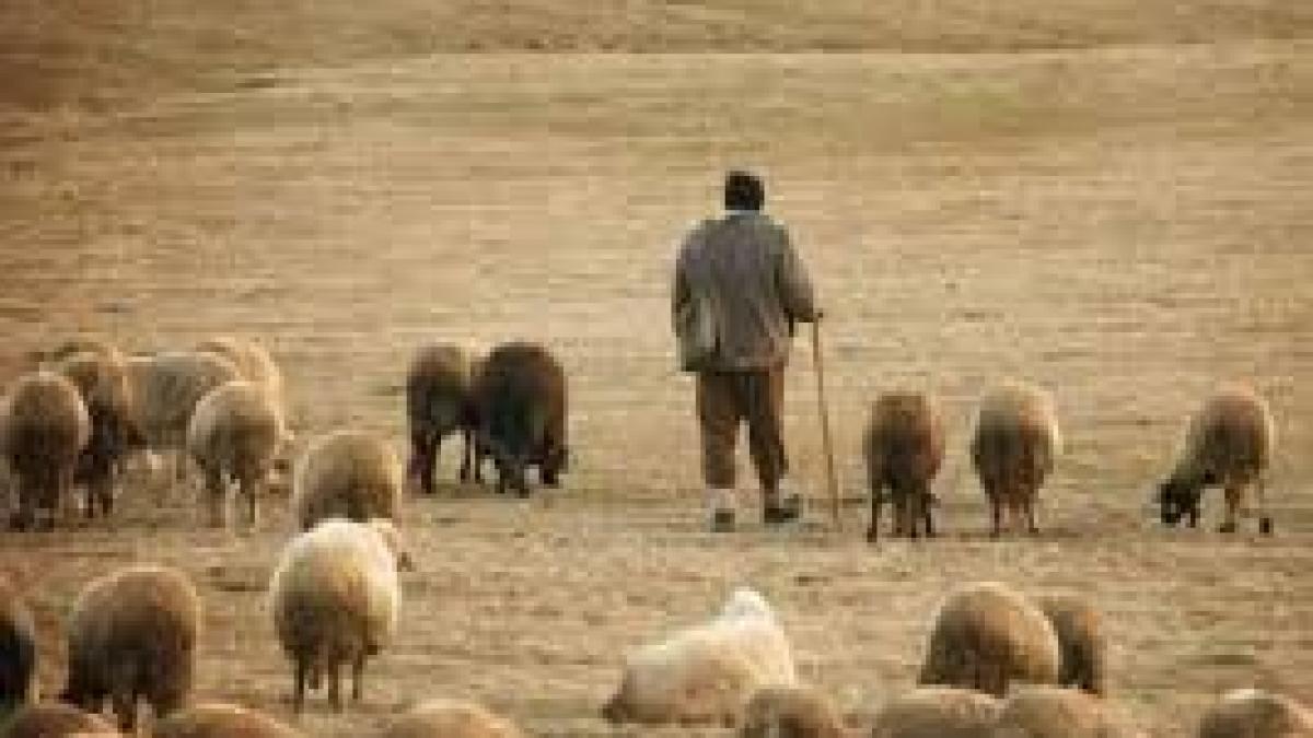 Un cioban de 25 de ani a fost atacat de un urs în județul Mureș