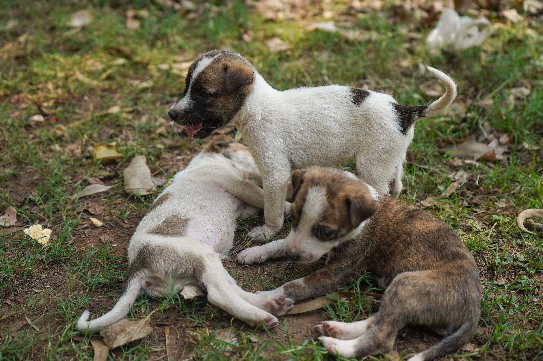Șase cățeluși din Finlanda au captivat milioane de oameni prin transmisiunea live Pentulive