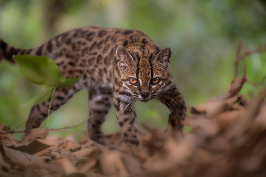 Descoperită o nouă specie de felină în Bolivia: este o pisică de talia unei pisici domestice