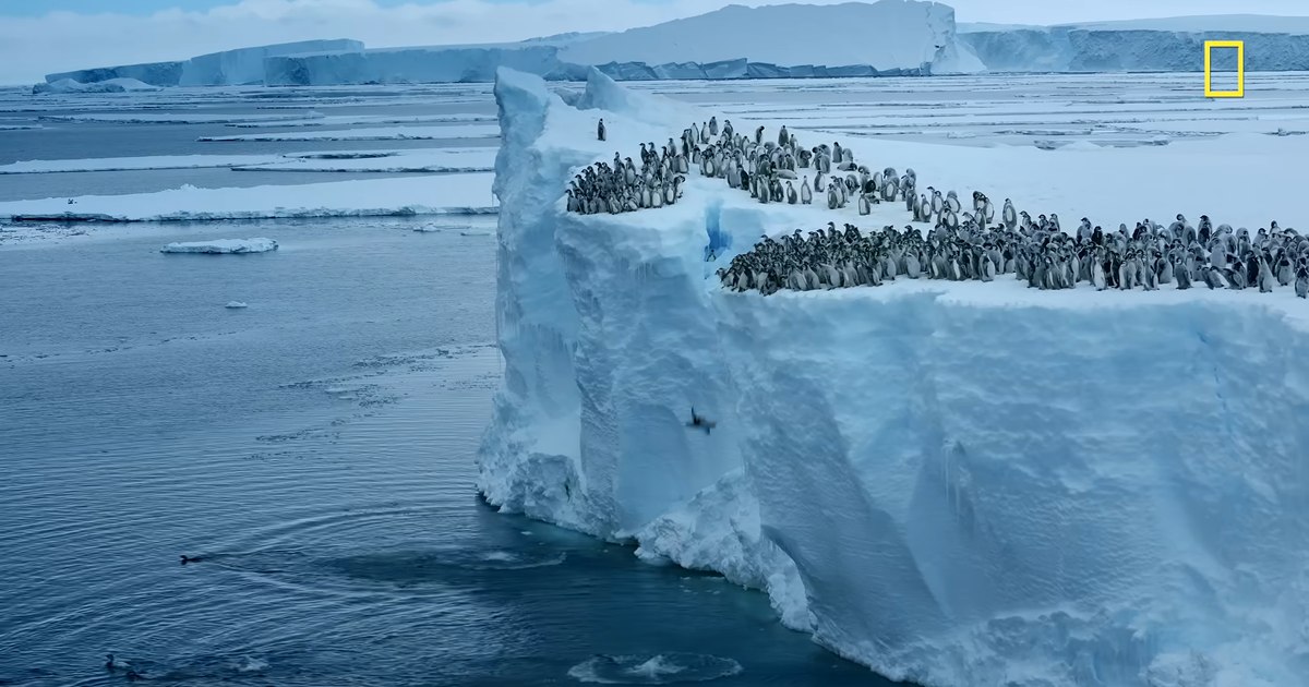 Imagini spectaculoase din Antarctica: Pui de pinguin imperial sar de la 15 metri înălțime în apă