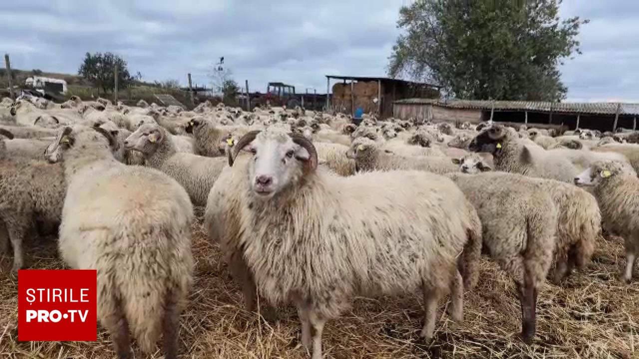 A început campania de vaccinare a oilor și caprelor în România pentru reluarea exporturilor