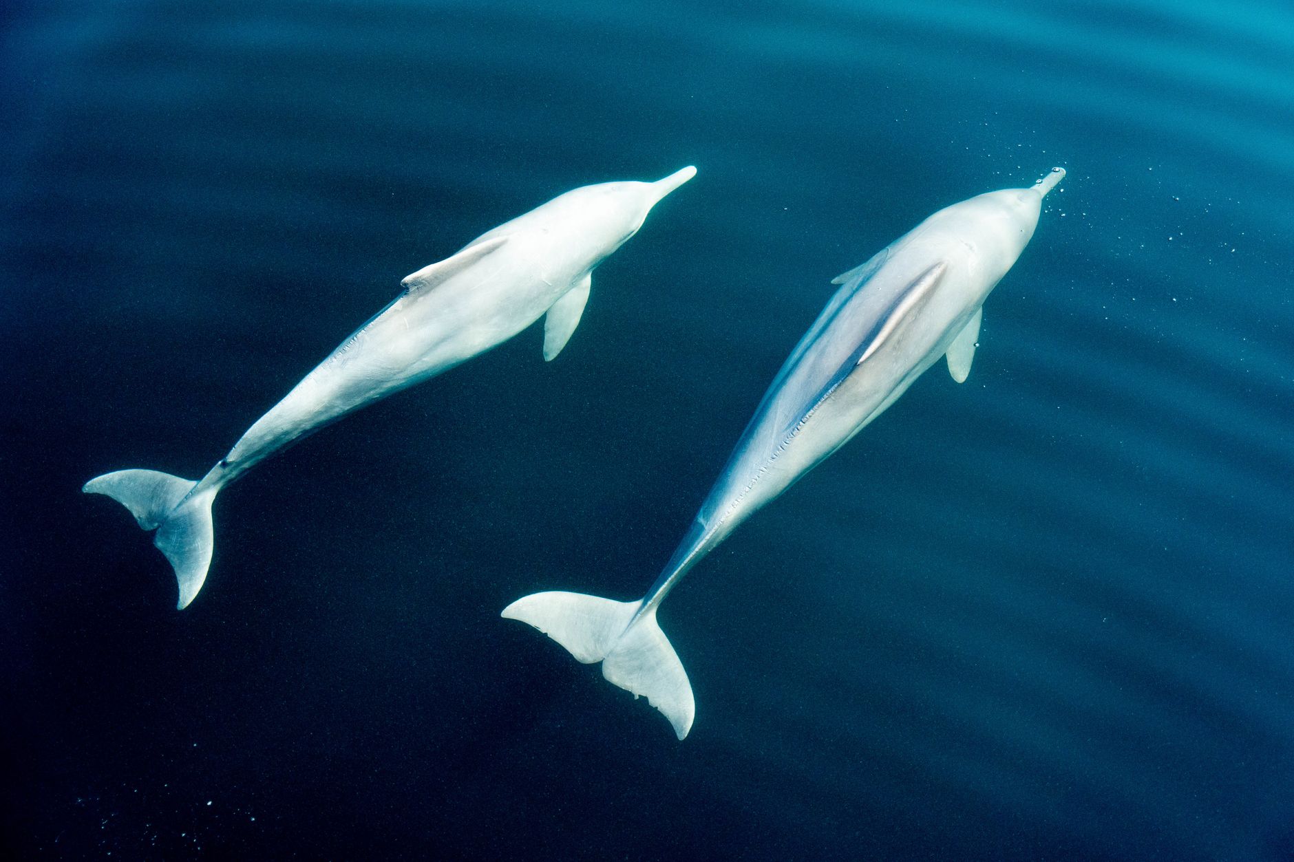 Un delfin cu nuanțe roz a fost filmat în Oman și a devenit viral pe internet