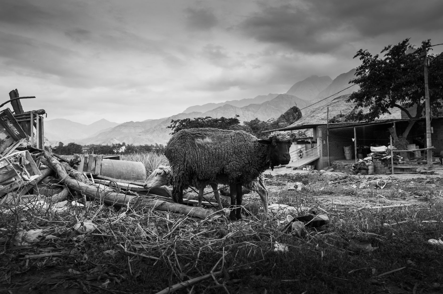 O femeie din Italia refuză să părăsească satul Ussita distrus de cutremure pentru a proteja o rasă de oi