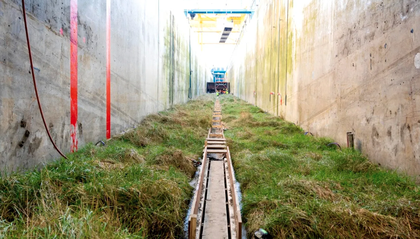 Experiment cu mlaștină și valuri de doi metri: cât de eficientă este vegetația în protejarea coastelor