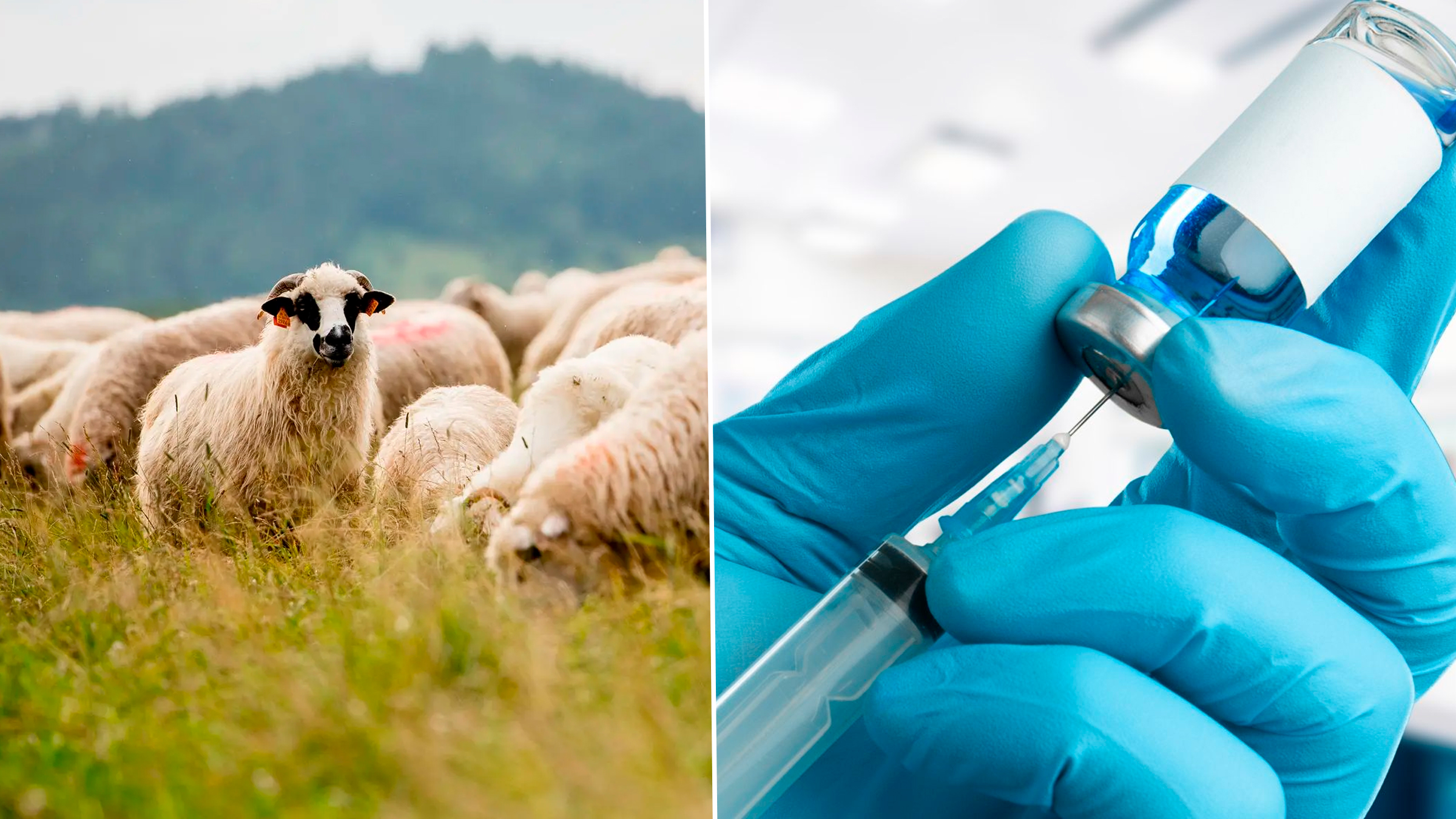 Campanie masivă de vaccinare a ovinelor în România: 100.000 de animale imunizate în doar două zile