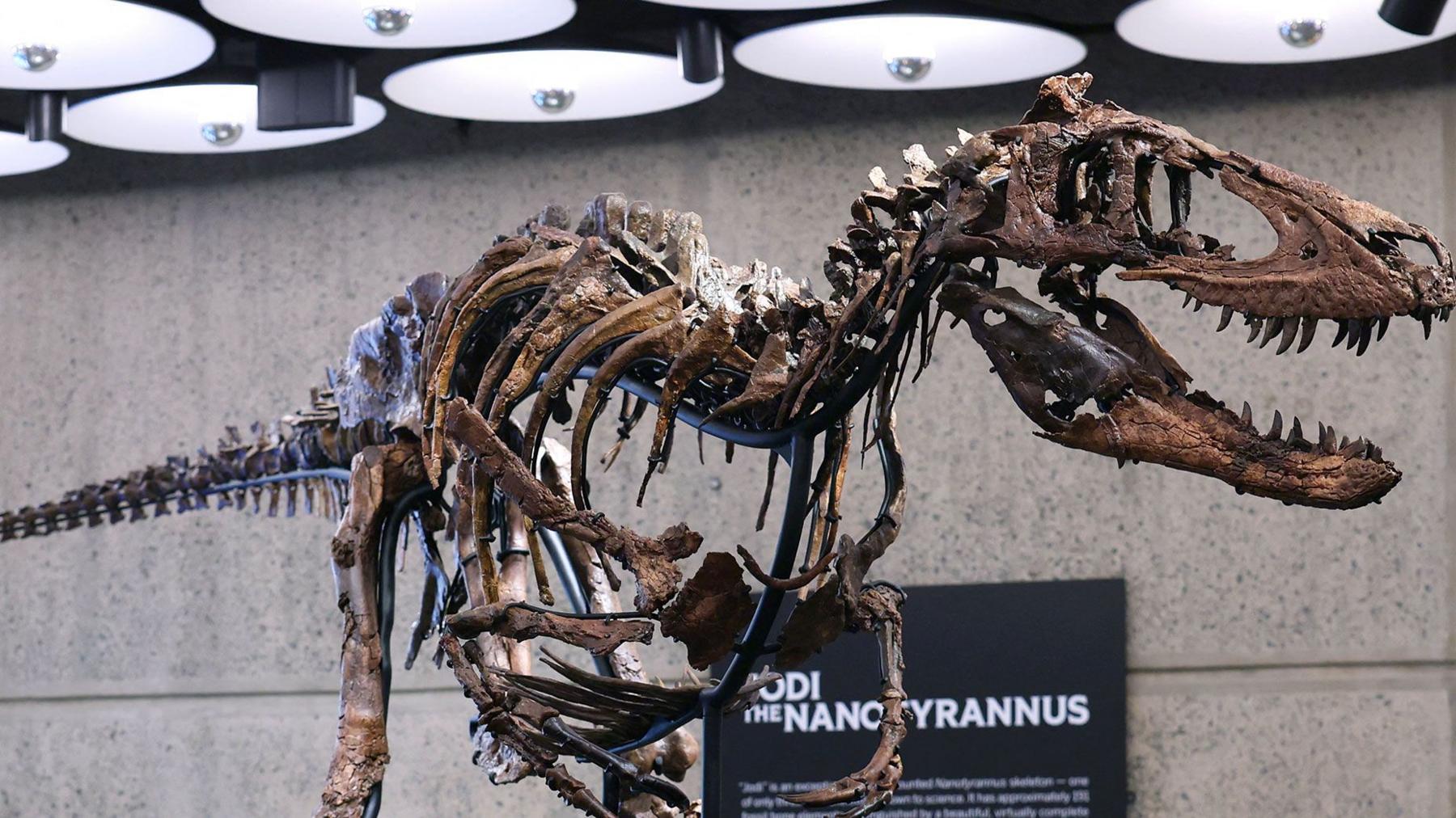 Un schelet de Nanotyrannus s-a vândut la licitație cu aproape 50 de milioane de dolari