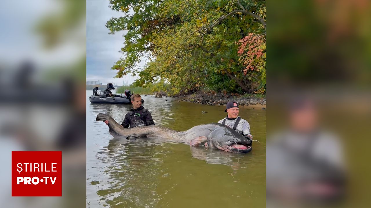 Un somn uriaș de aproape 3 metri a fost capturat în Polonia: pescari din Germania au egalat un record mondial