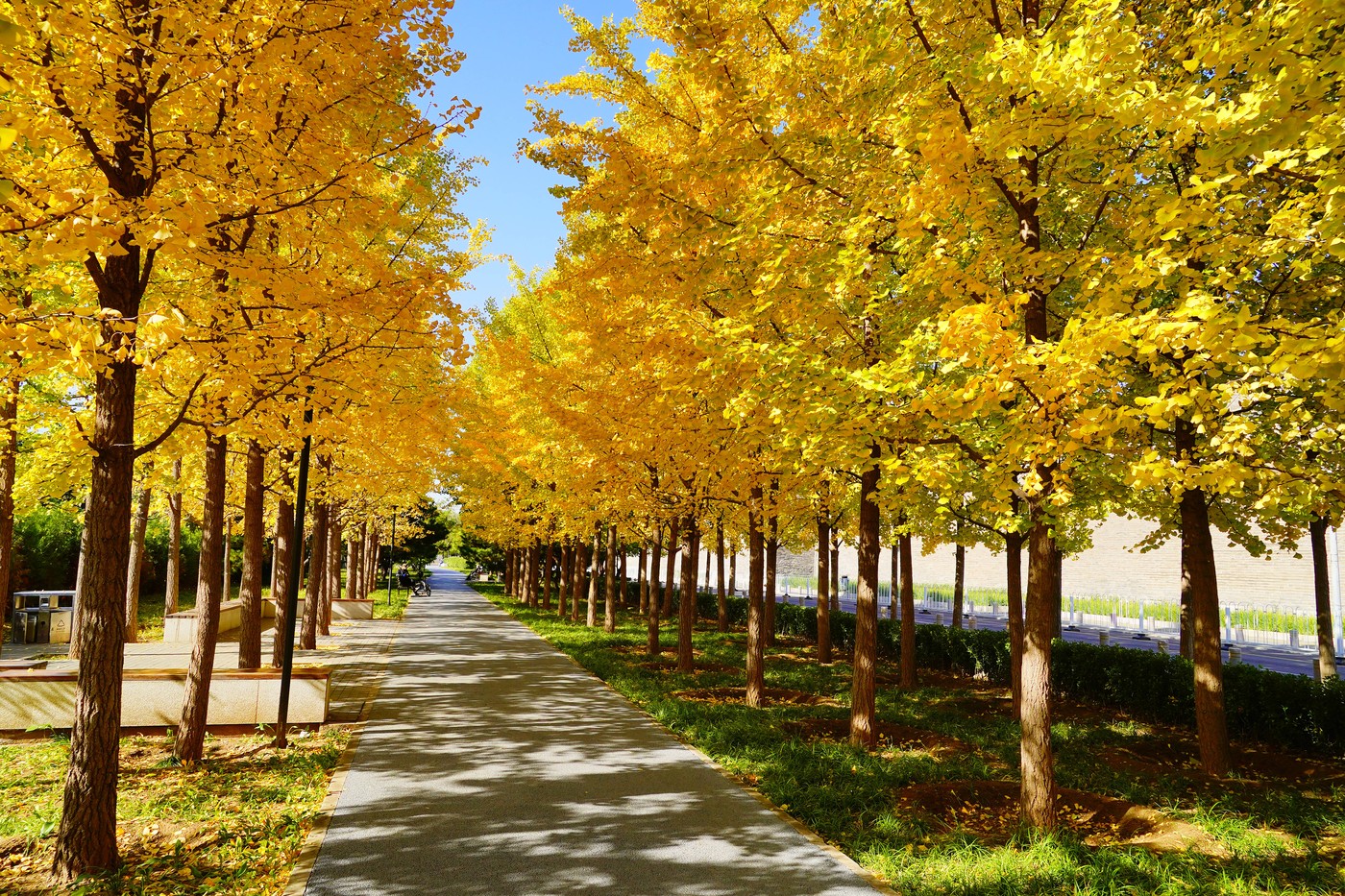 Un arbore de ginkgo de 167 de ani a fost desemnat arborele anului 2026 în Victoria