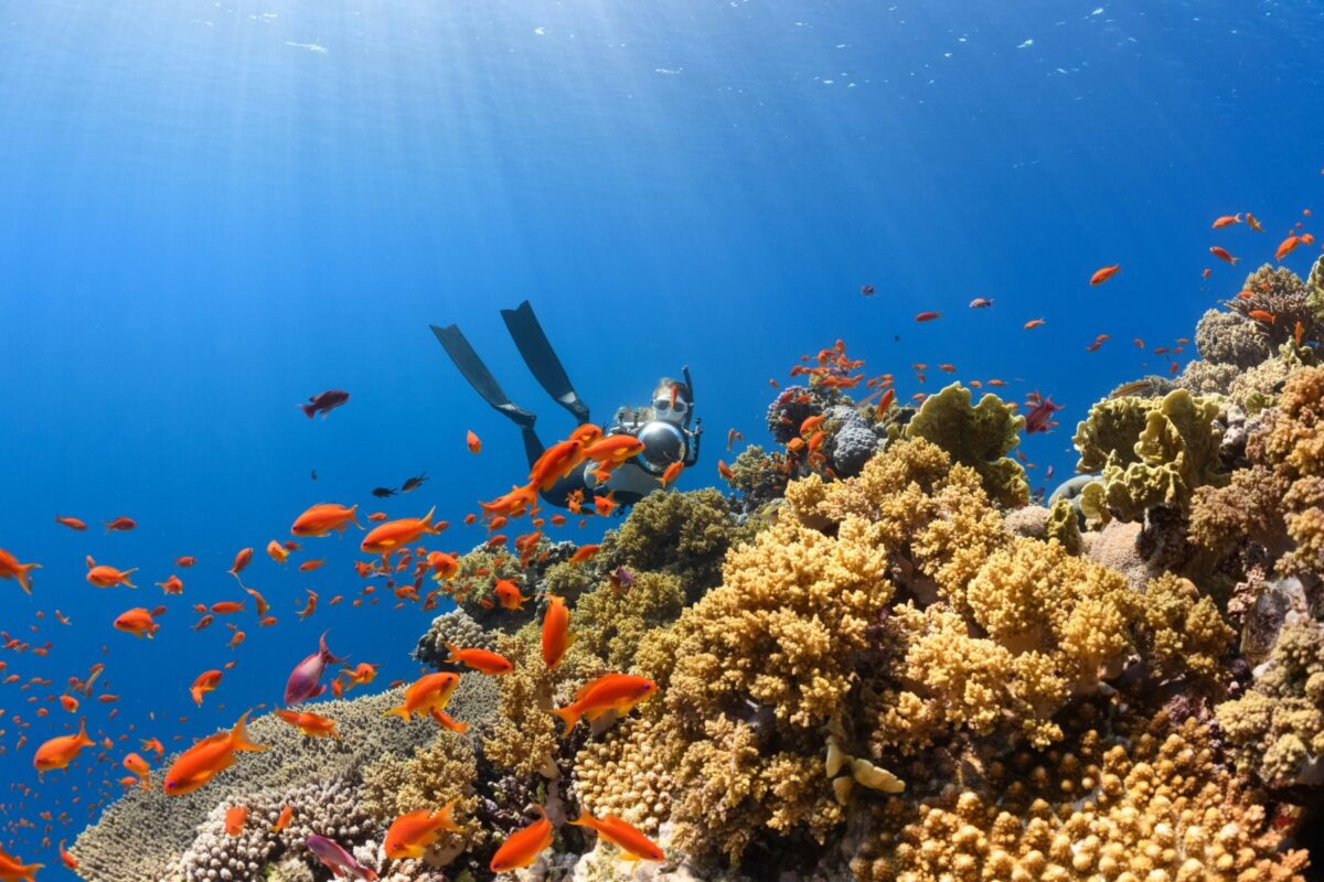 Un turist din Polonia riscă închisoarea pentru câteva fragmente de coral aduse din Egipt