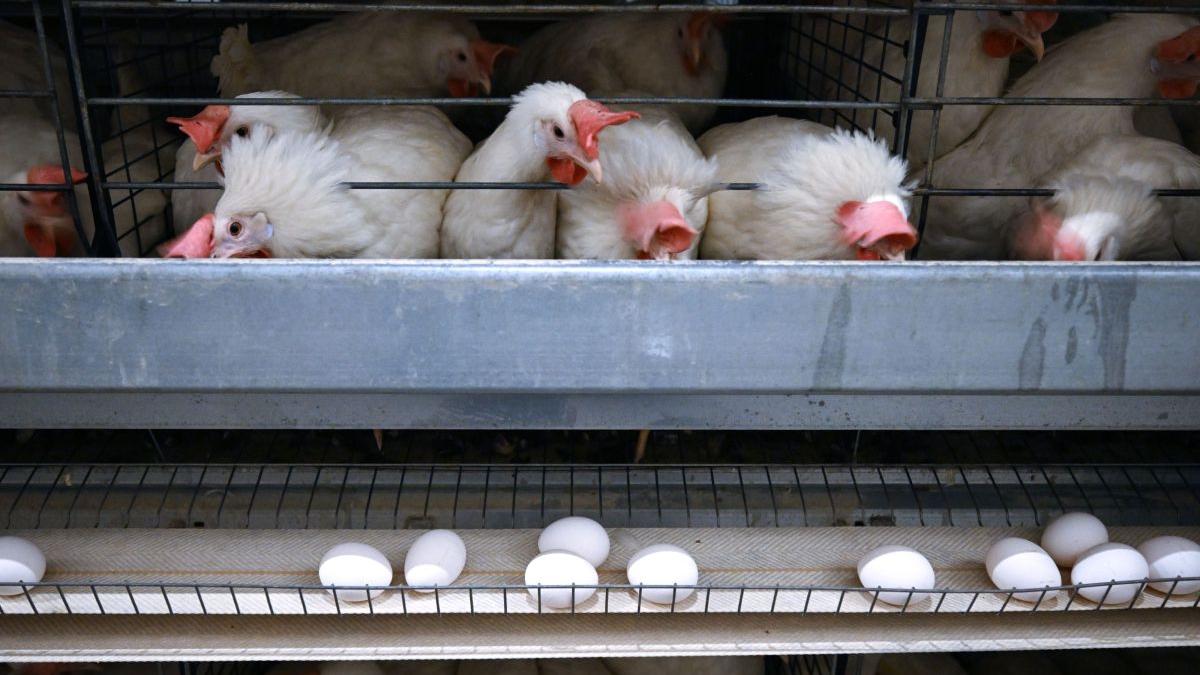 Danemarca pregătește interdicția pentru „puii turbo” din cauza suferinței animalelor