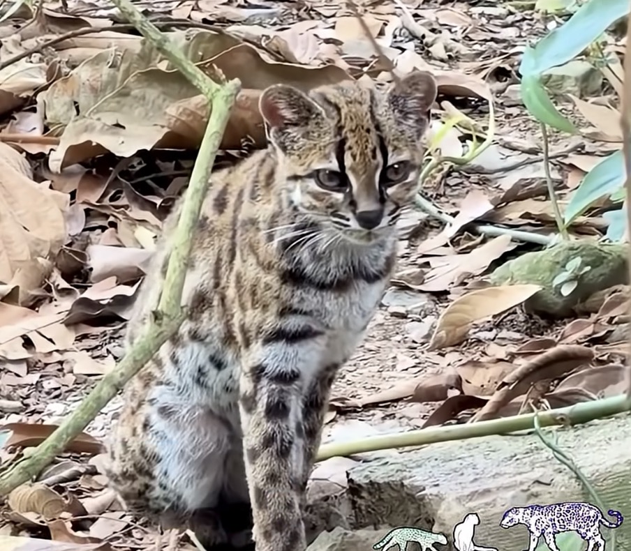 O nouă specie de felină sălbatică a fost identificată în Bolivia, după un secol de la ultima descoperire