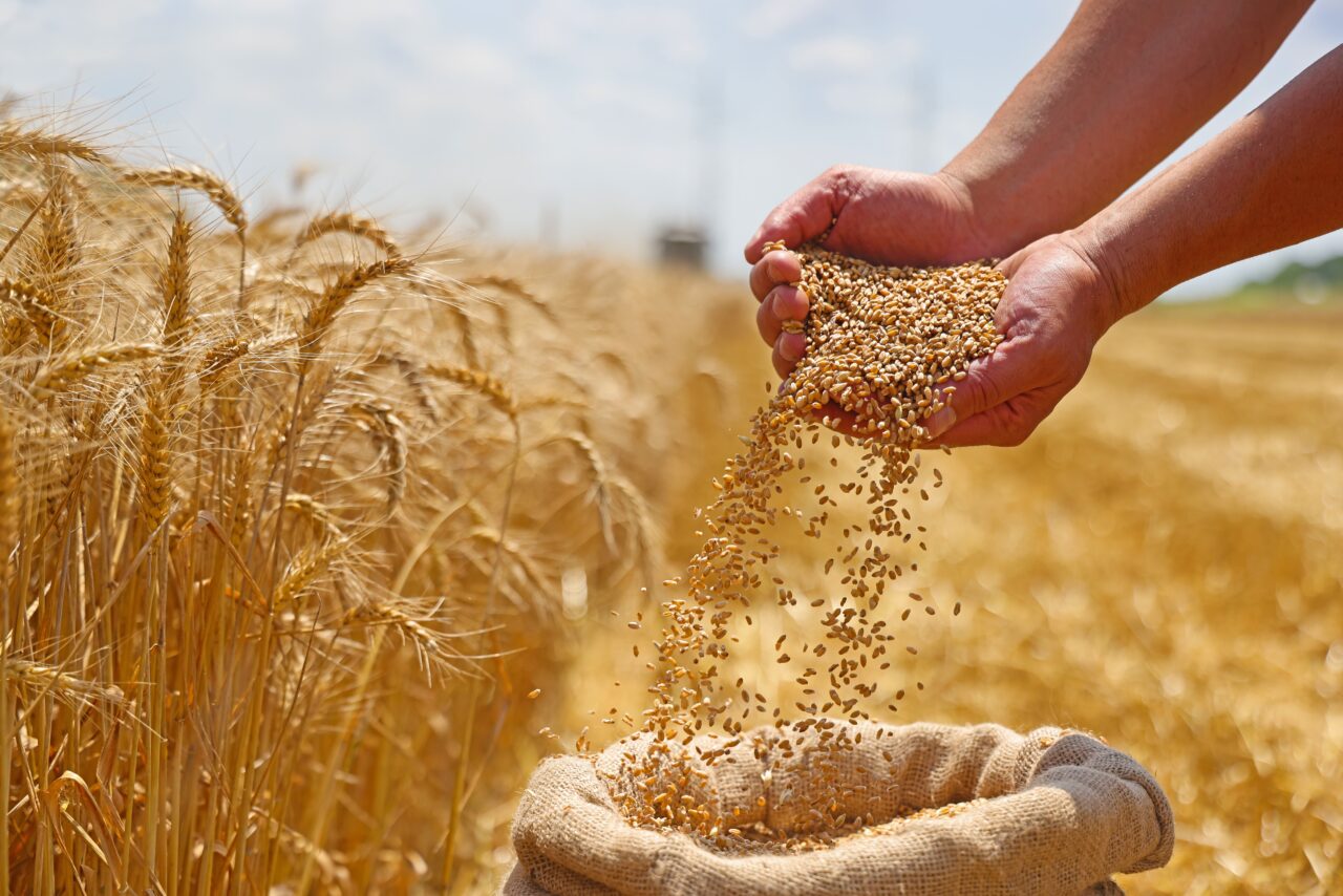 România a exportat peste 10,5 milioane de tone de cereale în primele patru luni ale sezonului