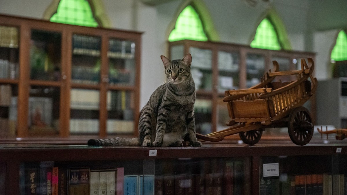 O bibliotecă neobișnuită din Bangkok unde pisicile fără stăpân sunt protejate în incinta unui templu budist
