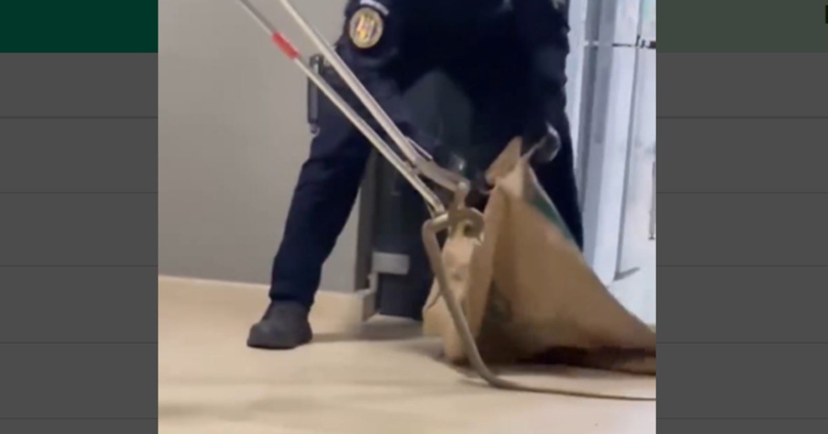 Un șarpe de peste 1,5 metri a intrat într-un restaurant din Mamaia Sat, jandarmii au intervenit