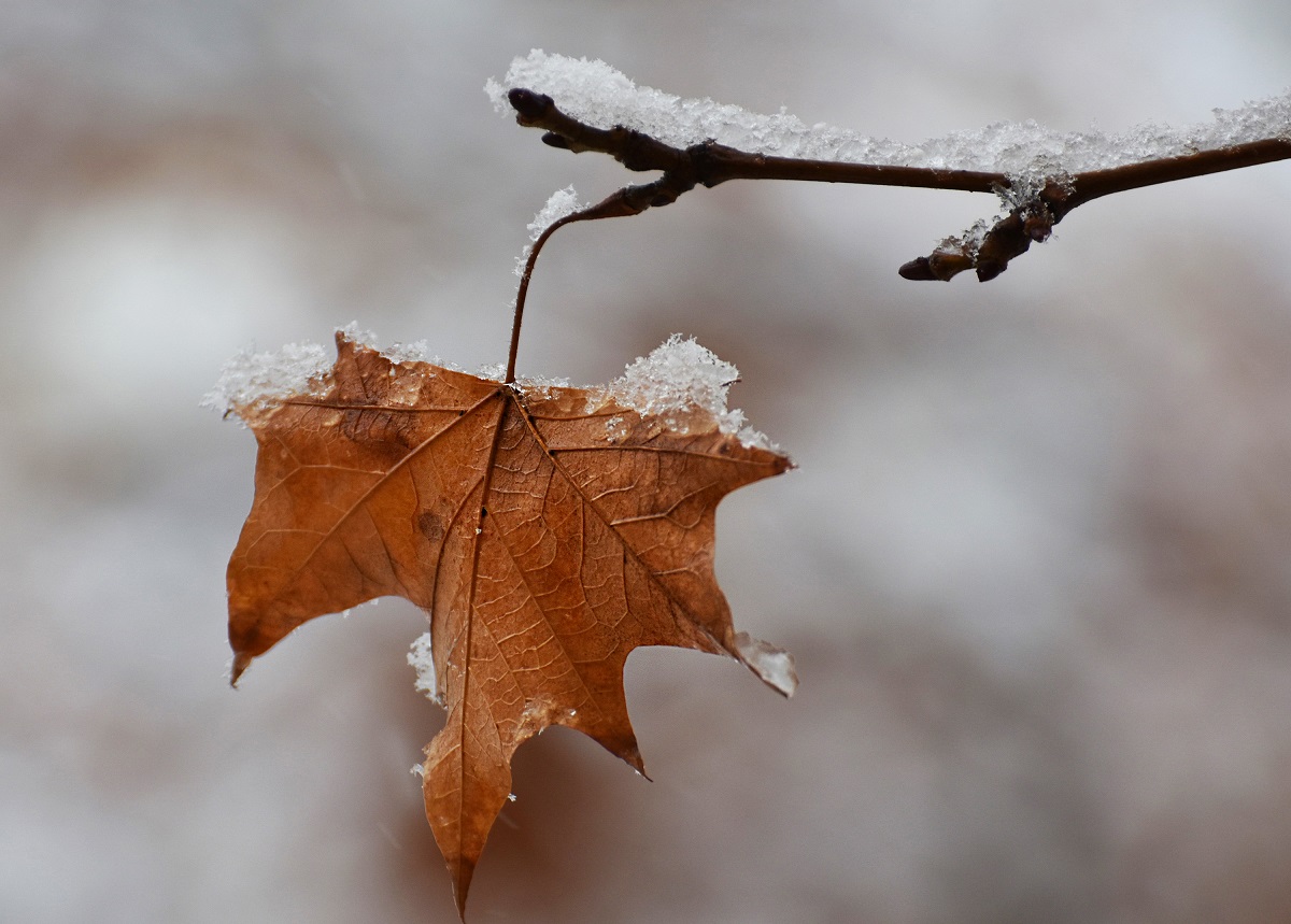 Schimbare radicală de temperatură în România: Scăderi de 10 grade și primele ninsori la munte