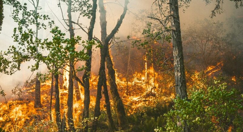 Incendiu de pădure în zona Mănăstirii Boia, județul Vâlcea. Intervin echipe de pompieri