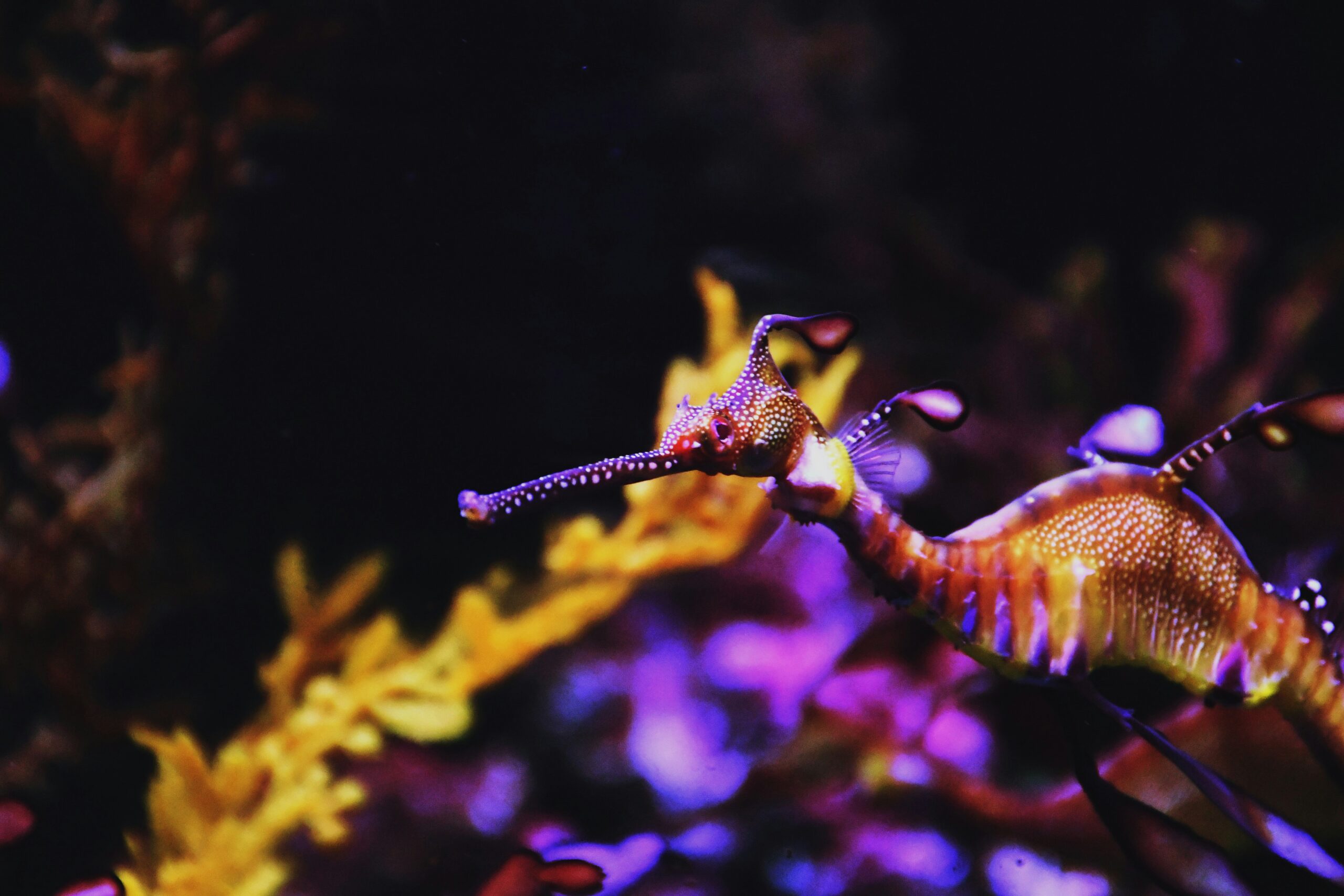 Catastrofă ecologică în Australia de Sud: mii de dragoni de mare și căluți de mare au murit