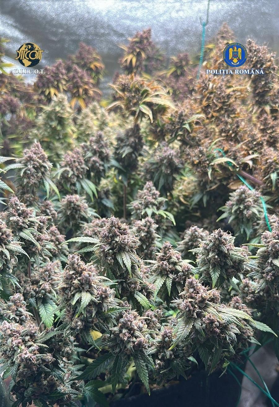O plantație de canabis cu plante de patru metri a fost descoperită în pădurea de lângă Crevedia