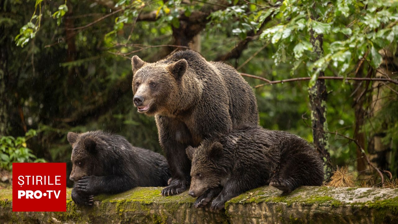 Conflictul dintre oameni și urși în România: animalele au învățat că zonele locuite oferă hrană facilă