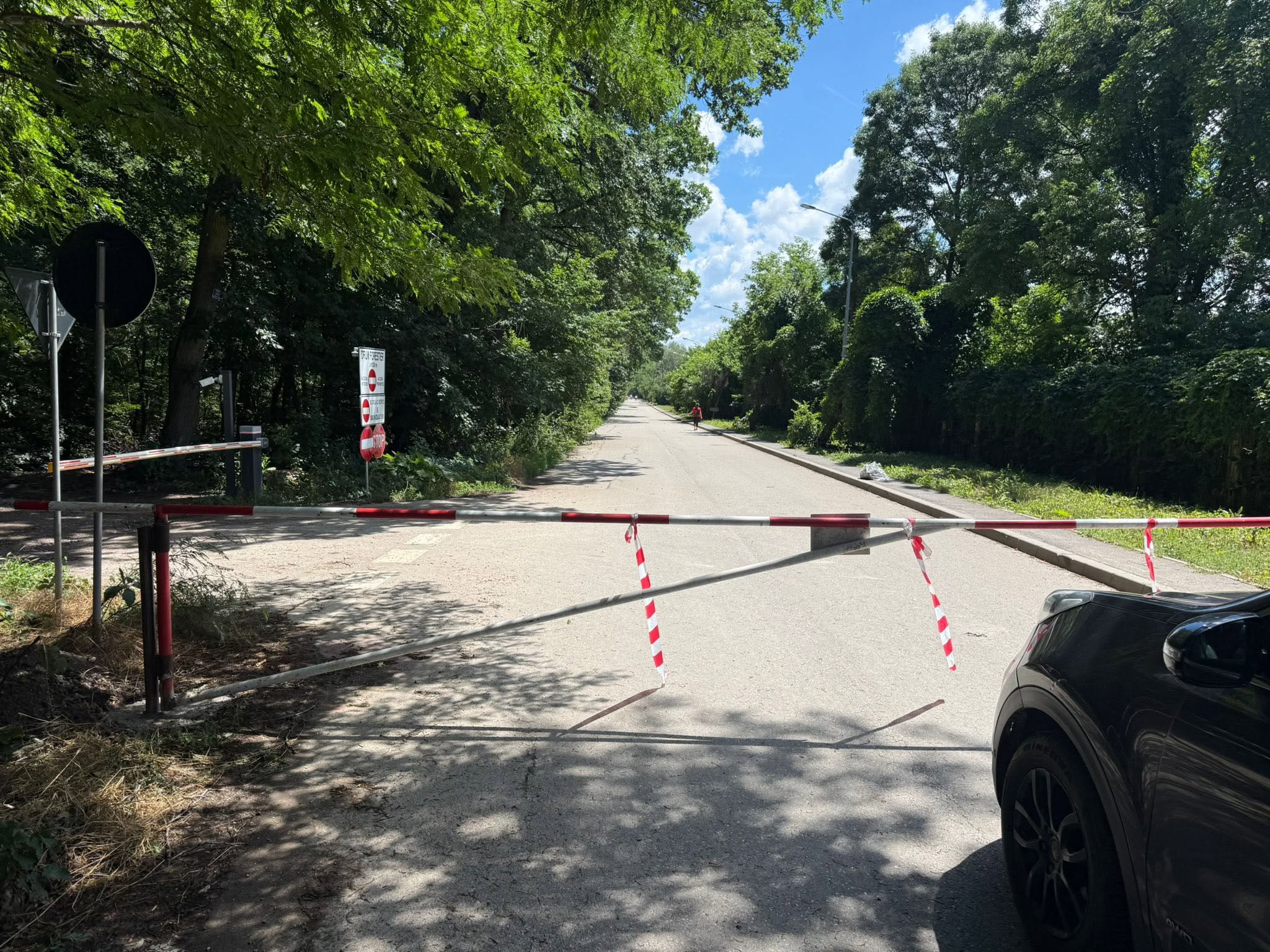 Diana Buzoianu acuză Direcția Silvică Ilfov de complicitate în procesul drumului din Pădurea Băneasa