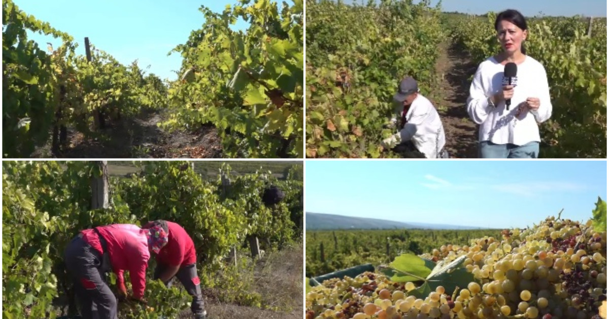 Lipsă gravă de forță de muncă în podgoriile românești: recolta bogată de struguri este în pericol