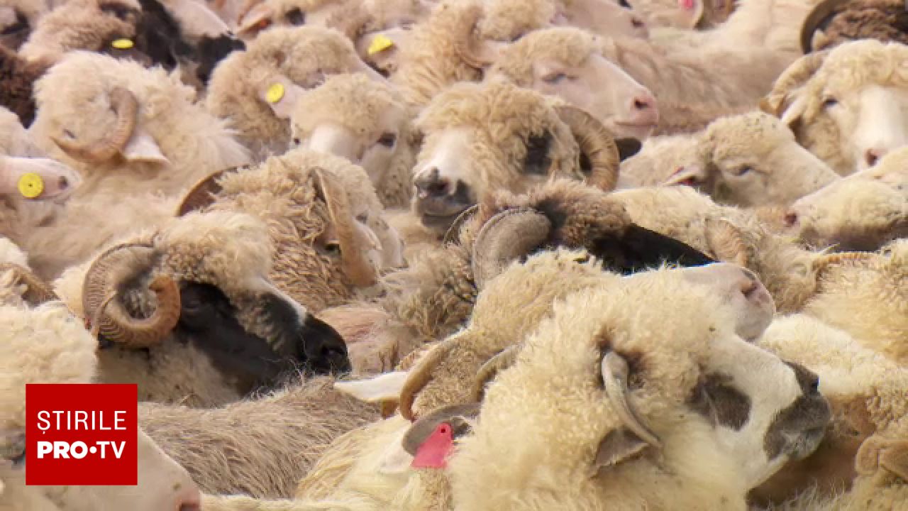 Transport ilegal de 200 de oi interceptat în Alba: Autoritatea avertizează asupra unor riscuri epidemiologice majore