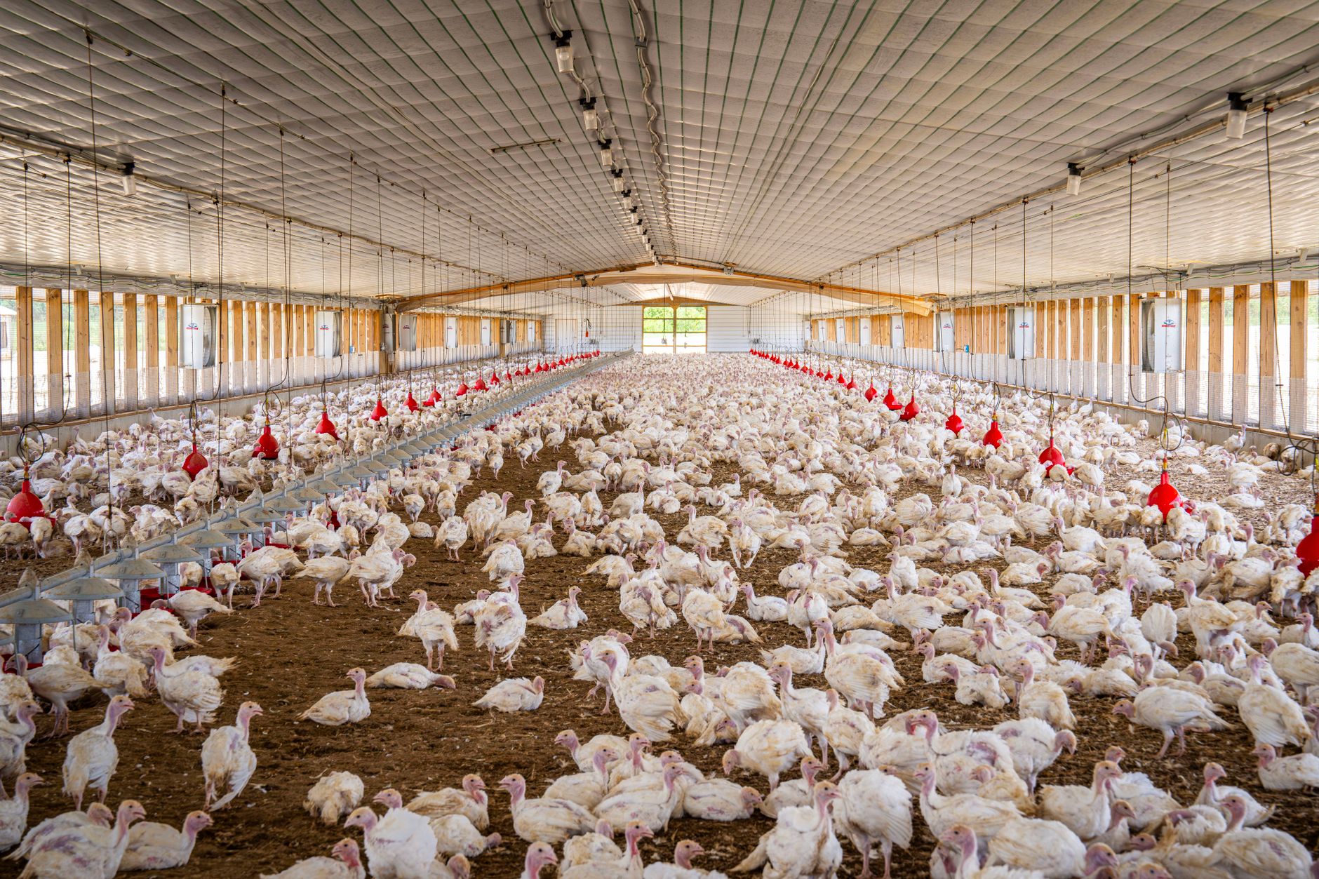 Carmistin deschide în Buzău a treia fermă de pui de carne BIO pentru extinderea segmentului organic