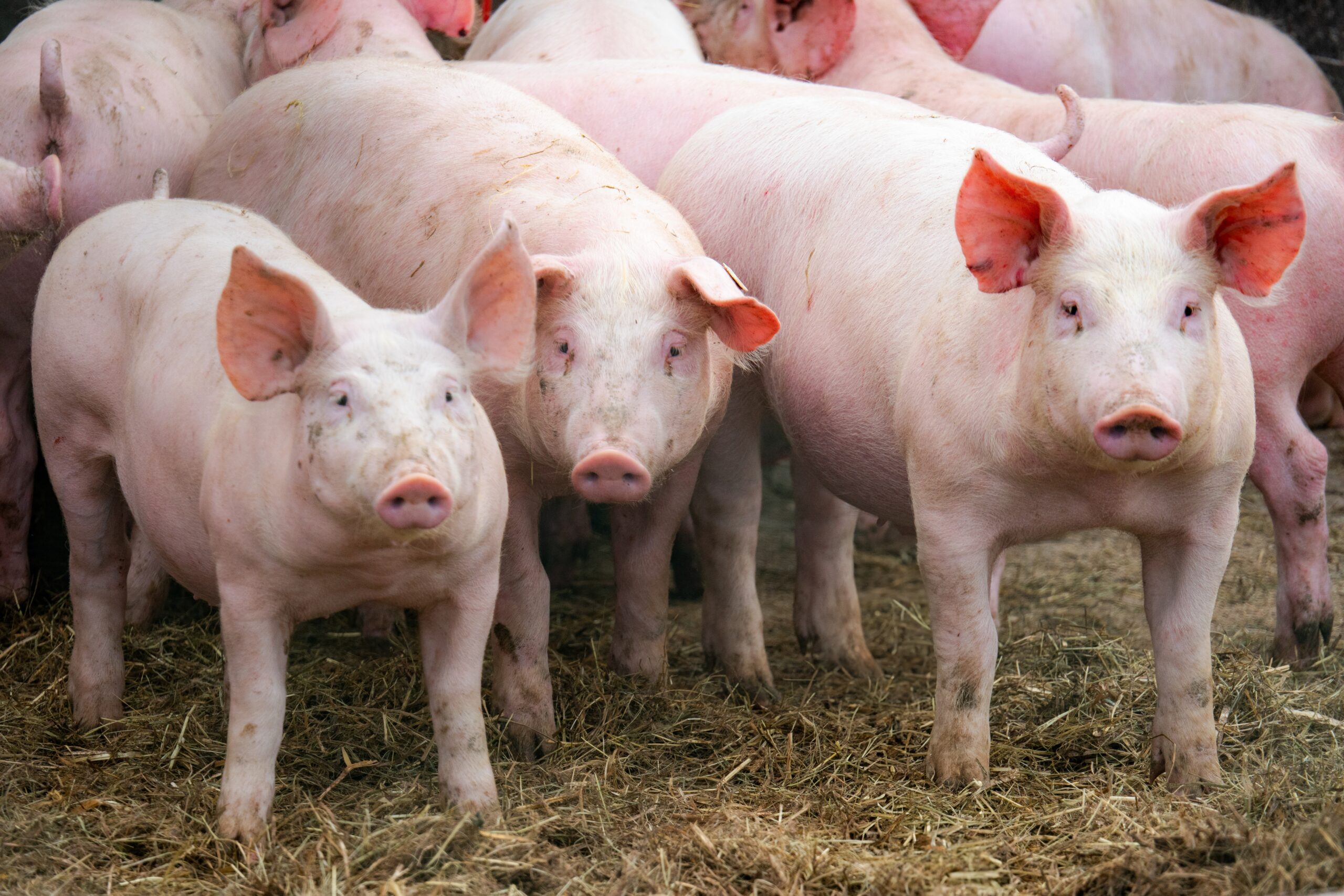 Se modifică regulile pentru ajutorul de stat acordat fermierilor de suine și bovine