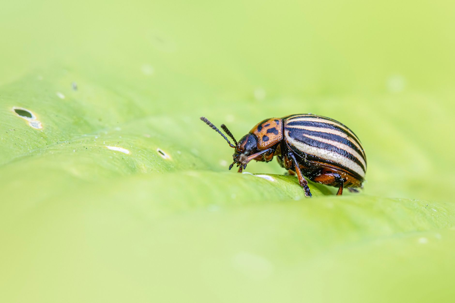 Alertă în agricultură: o specie invazivă de insecte a fost descoperită în Ungaria și în Uniunea Europeană