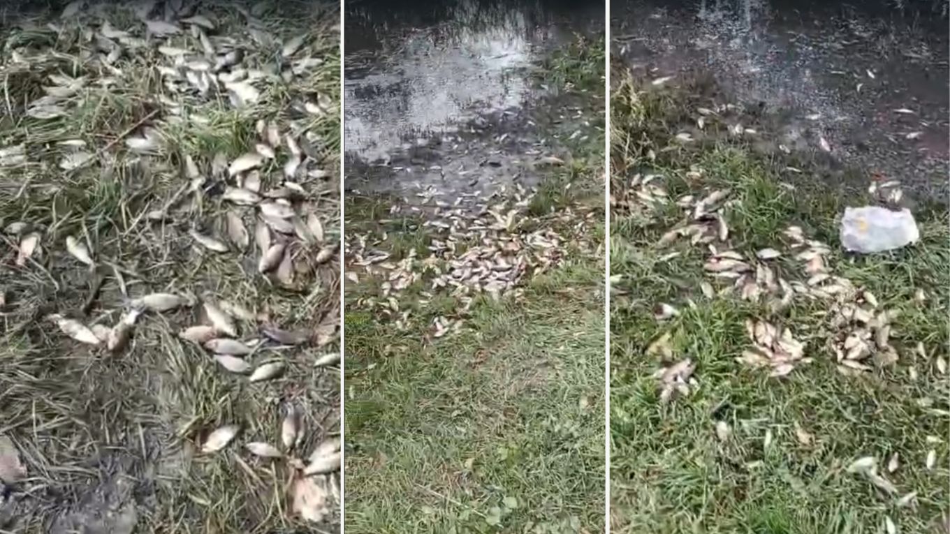 Sute de kilograme de pește au ajuns în grădinile oamenilor dintr-o comună din Iași după revărsarea Jijia Veche