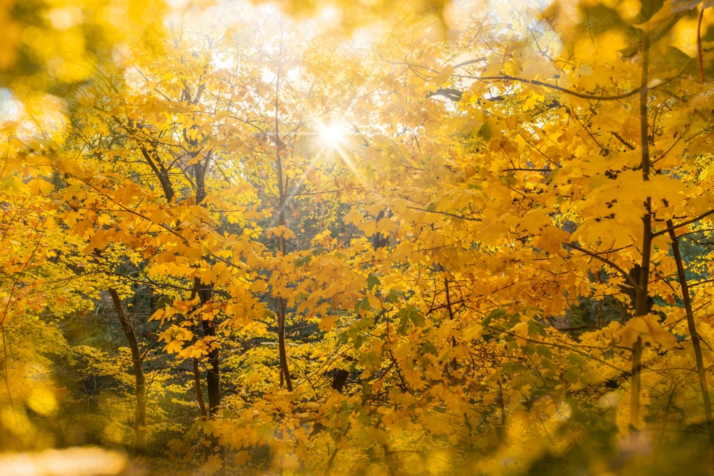Posibil val de căldură în octombrie. Temperaturi de vară ar putea ajunge în România