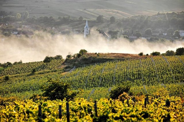 Fonduri europene pentru viticultori: Mai sunt 11 milioane de euro, dar interesul este foarte scăzut