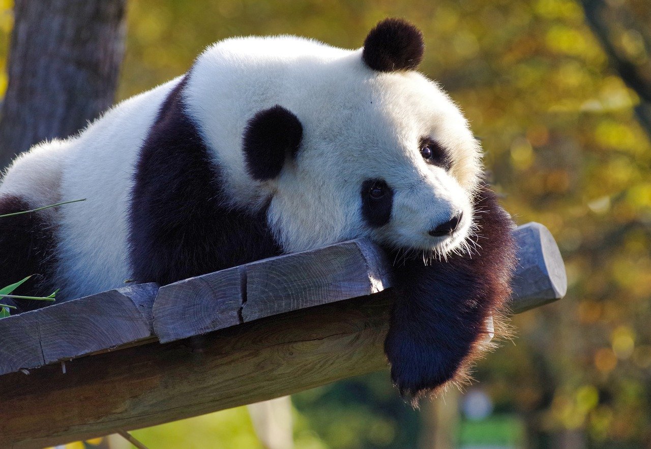 China relansează diplomația panda: doi urși vor fi trimiși în SUA la Zoo Atlanta
