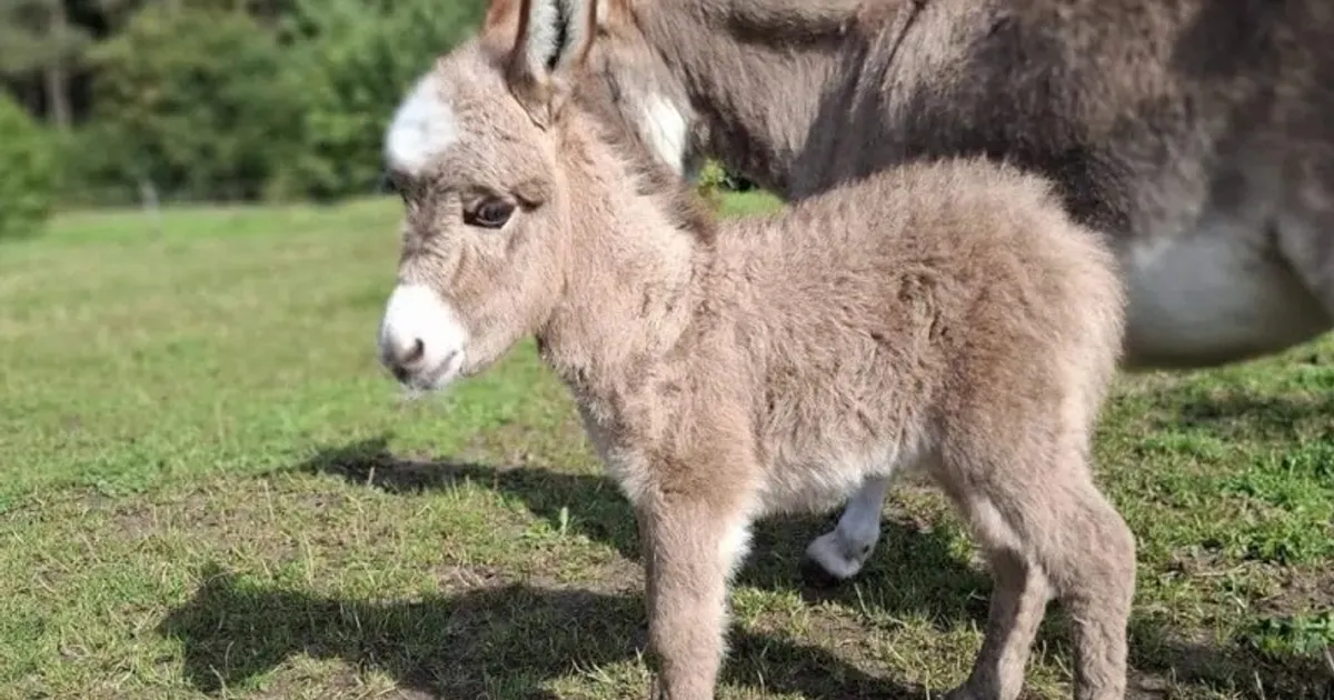 Tragedie într-un sanctuar de animale din Țările de Jos: un pui de măgar a fost găsit mutilat și mort