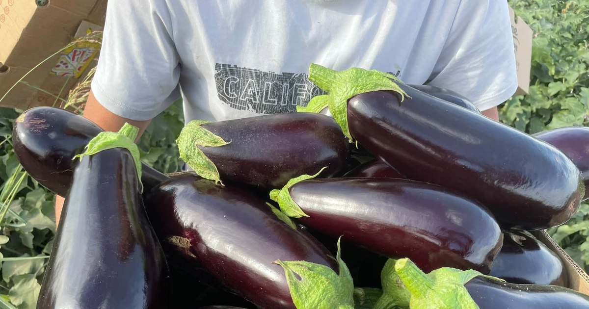 Vânata devine vedeta piețelor de legume după scăderea producției la jumătate