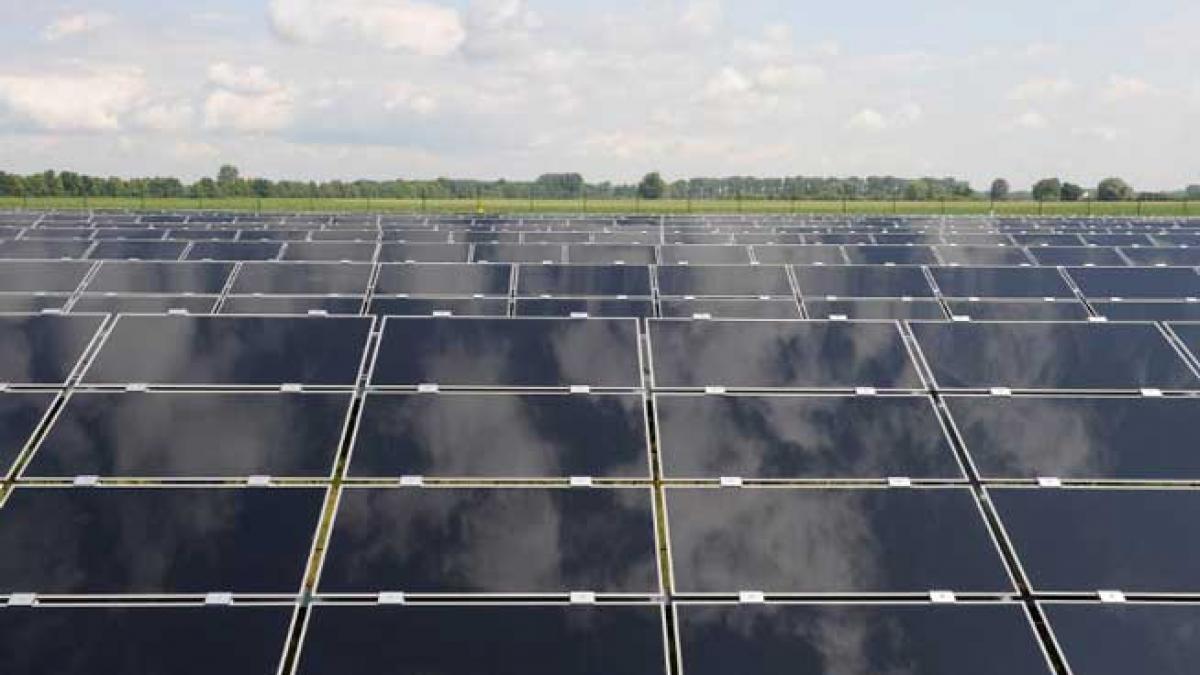 Șofranul poate fi cultivat sub panouri solare pentru o recoltă dublă